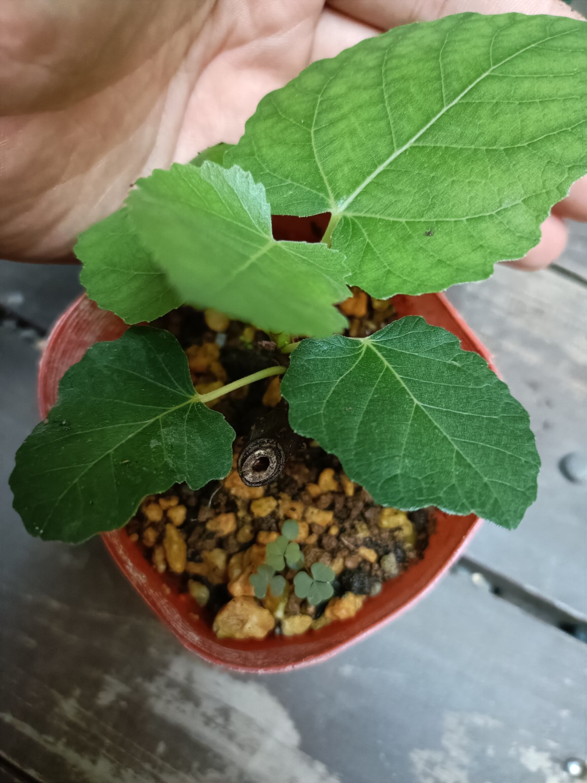 赤茶色の小ポットで育つ小さいイチジク。切り口のある木質の茎の周りに緑の葉が出ている