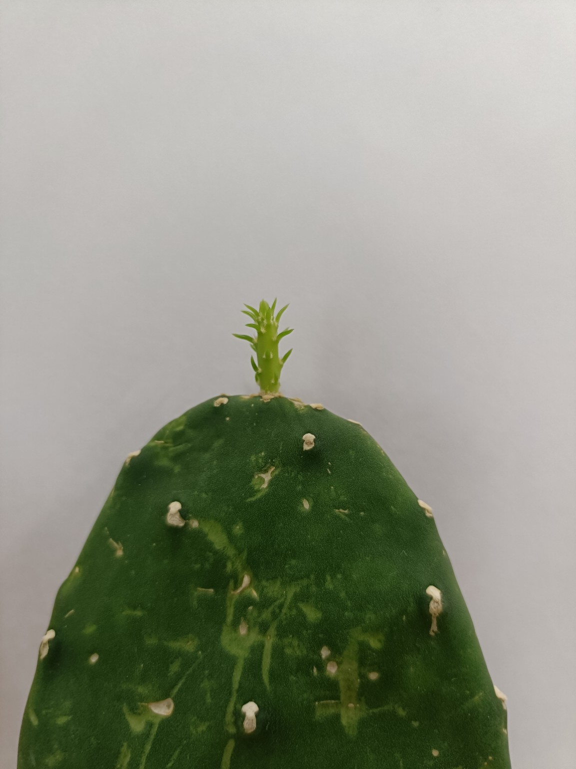 ウチワサボテンの茎節の先端から伸びた明るい緑色の新芽